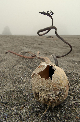 photo titled Kelp